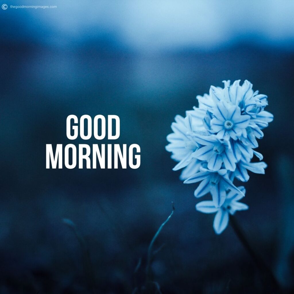 Good Morning flowers images