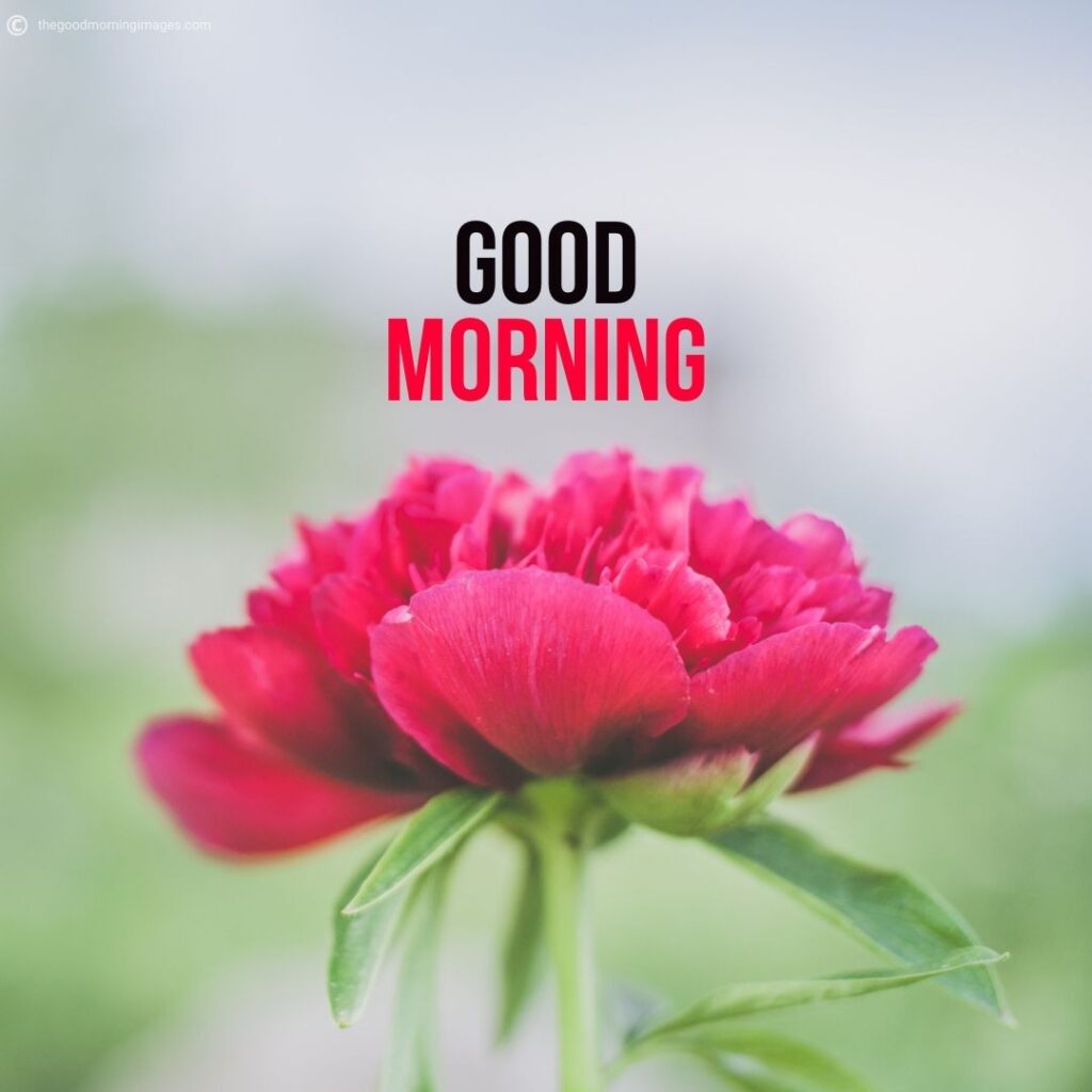 Good Morning images with flowers
