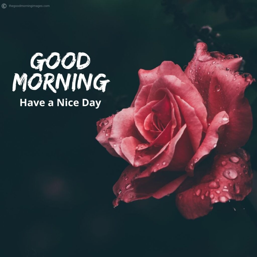 Extensive Collection of Exquisite 4K Good Morning Images with Flowers ...