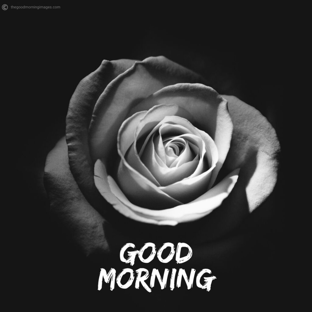 Good Morning rose images with flowers