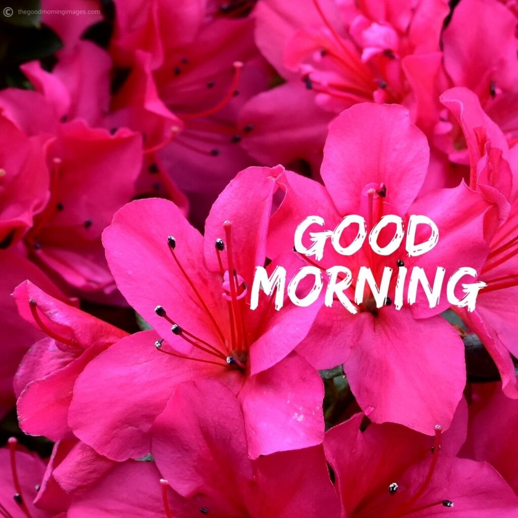 Full K Collection Of Over Amazing Good Morning Images With Hd Flower Backgrounds