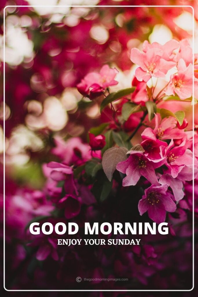 good morning sunday red images flowers