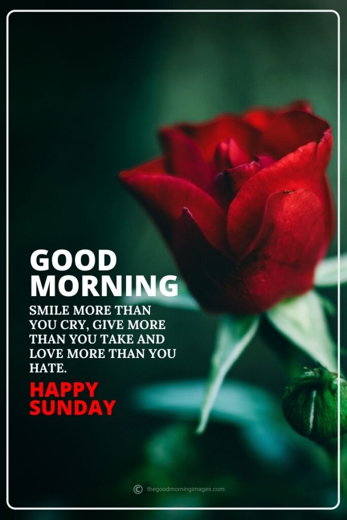 good morning sunday images rose