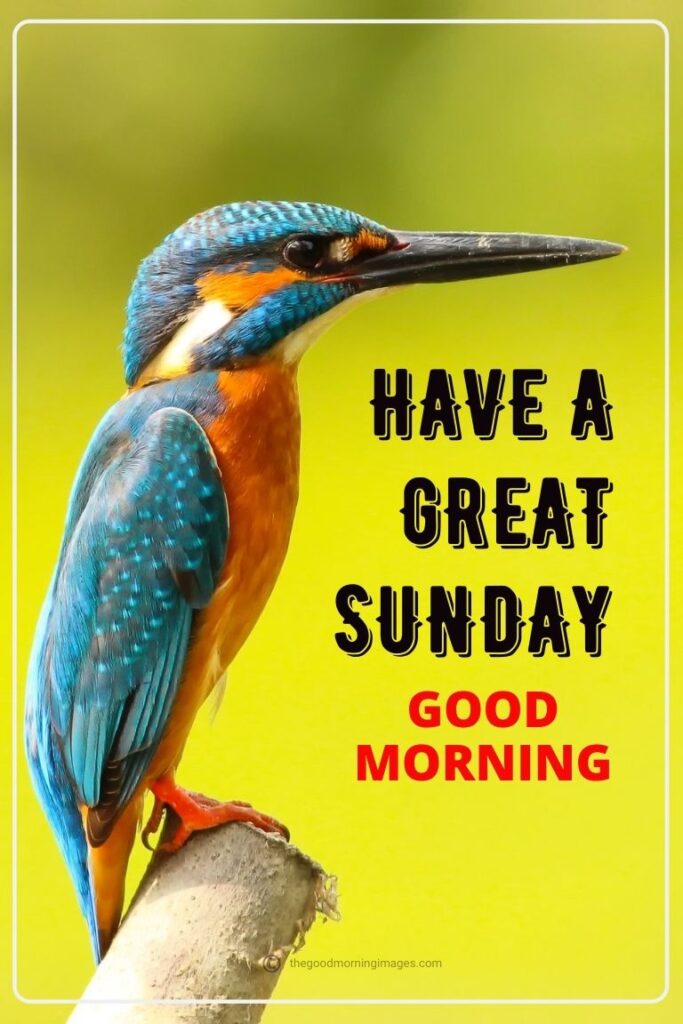 Good Morning Sunday Images birds pic