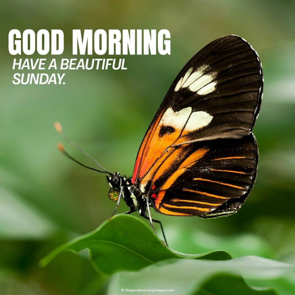 amazing pic of good morning with butterfly