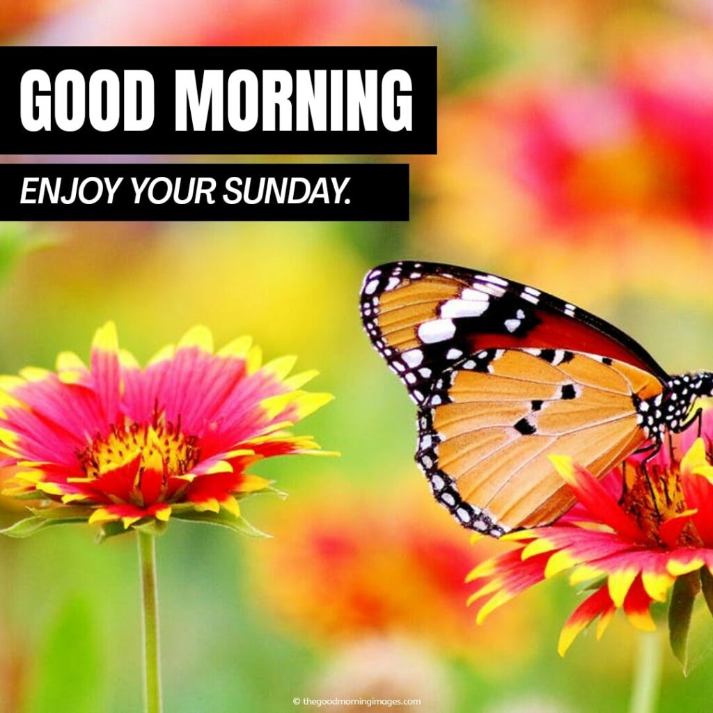 pic of good morning with butterfly