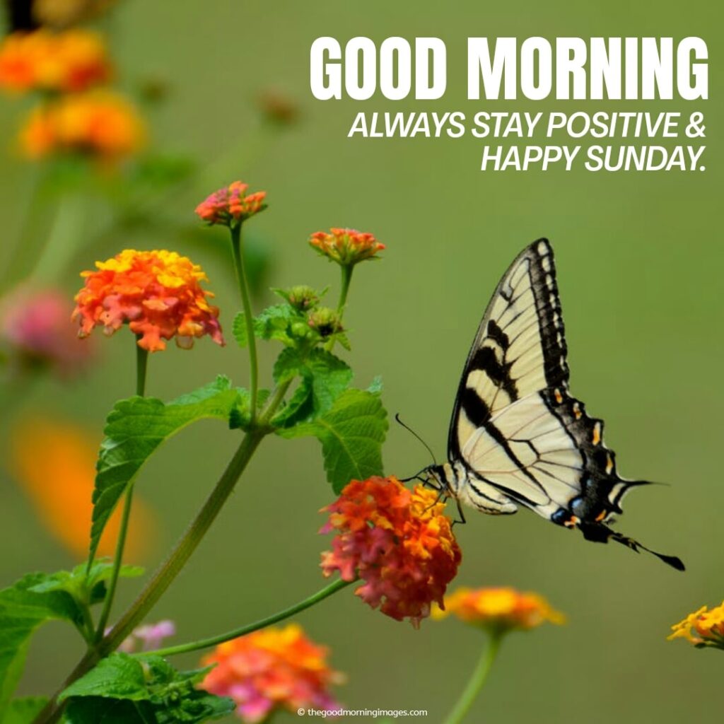 Morning wonderful quotes sunday Sunday Quotes: