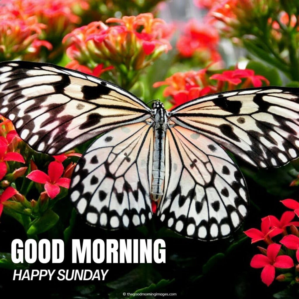 beautiful pic of good morning sunday