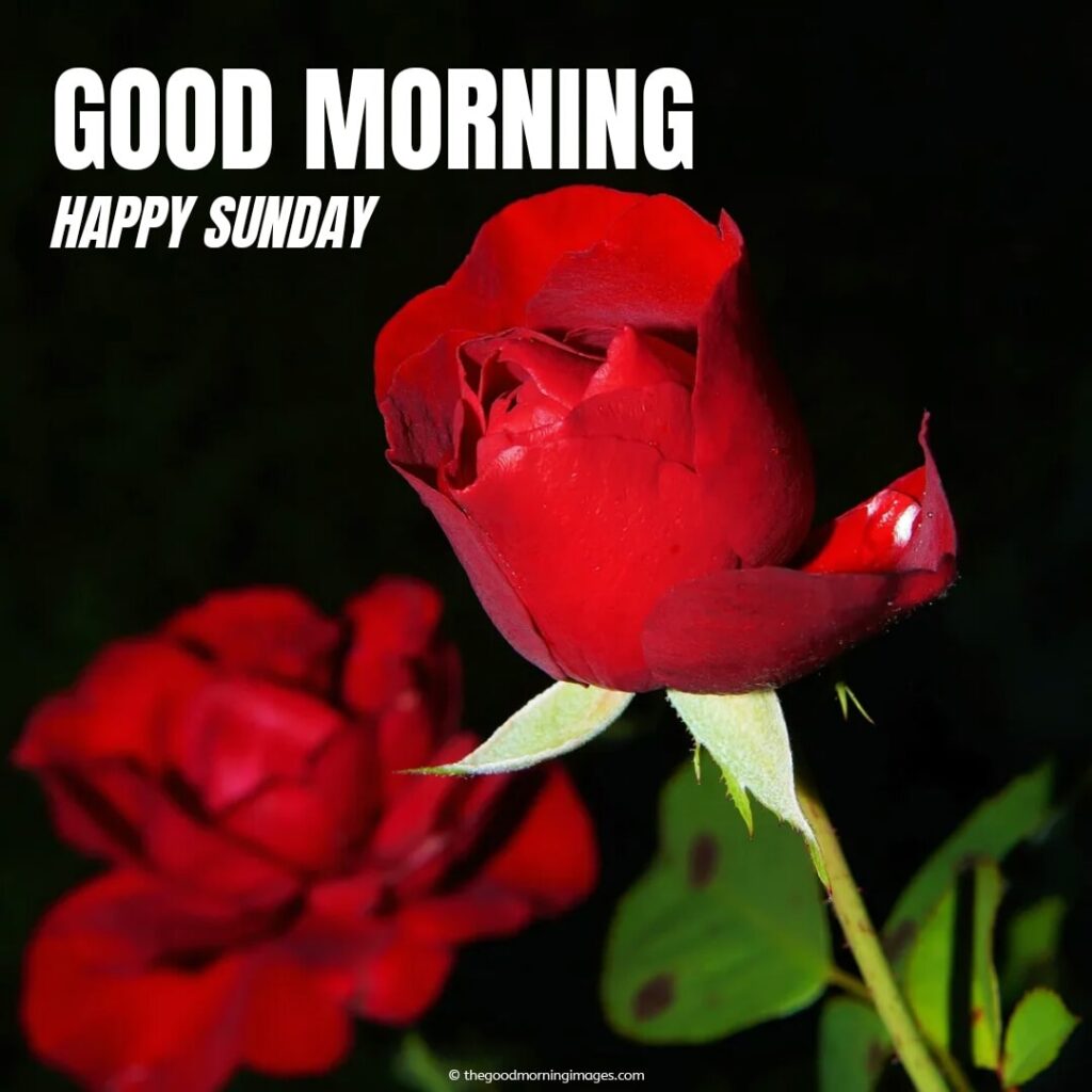 good morning sunday images with red roses