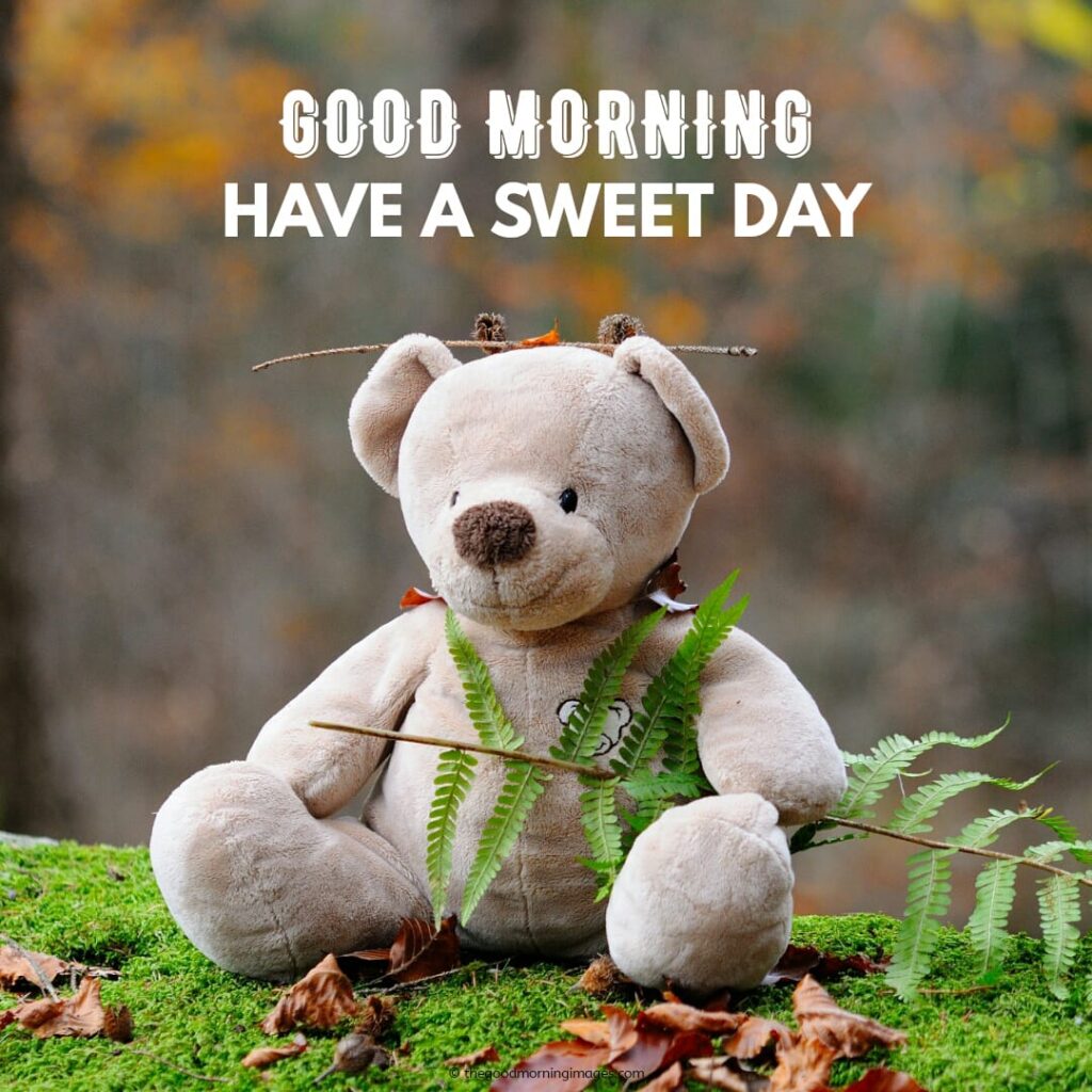 gd mrng teddy pics