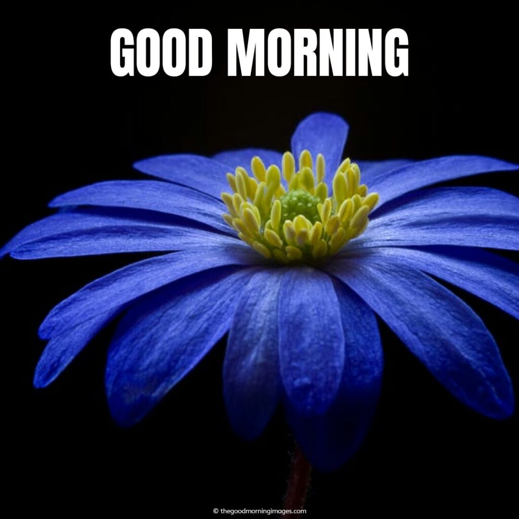 good morning sunday with blue flowers