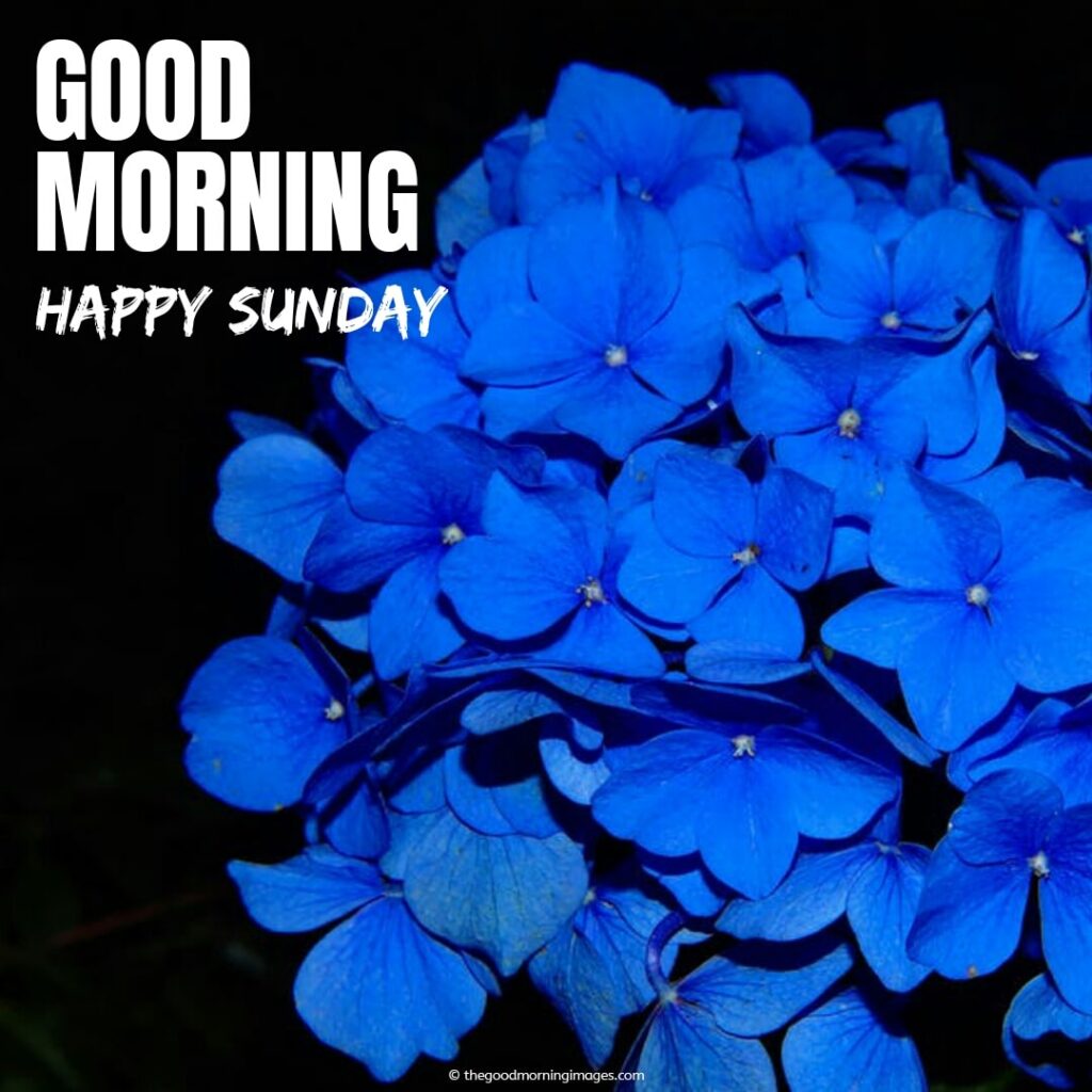 good morning sunday with blue rose