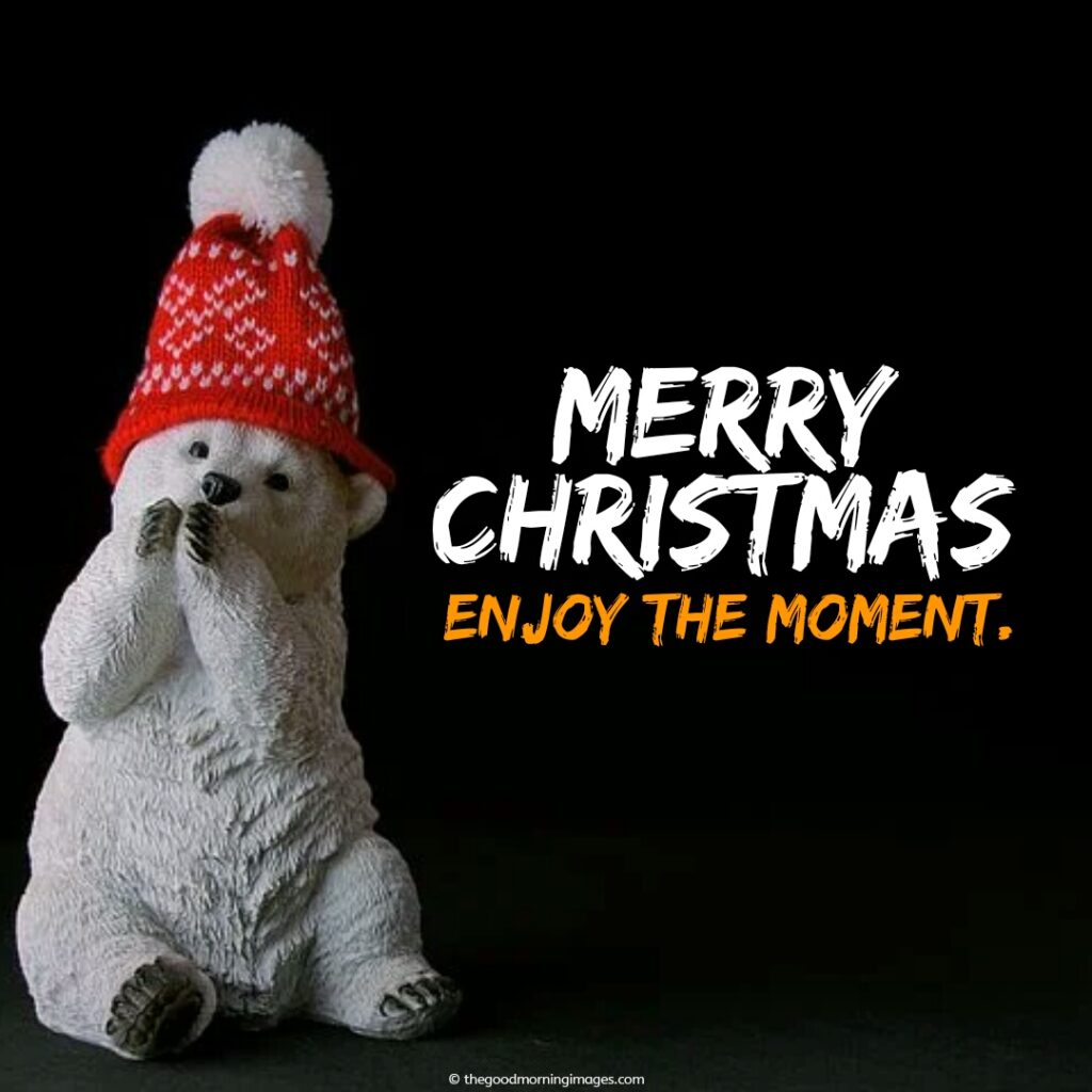 merry Christmas teddy images