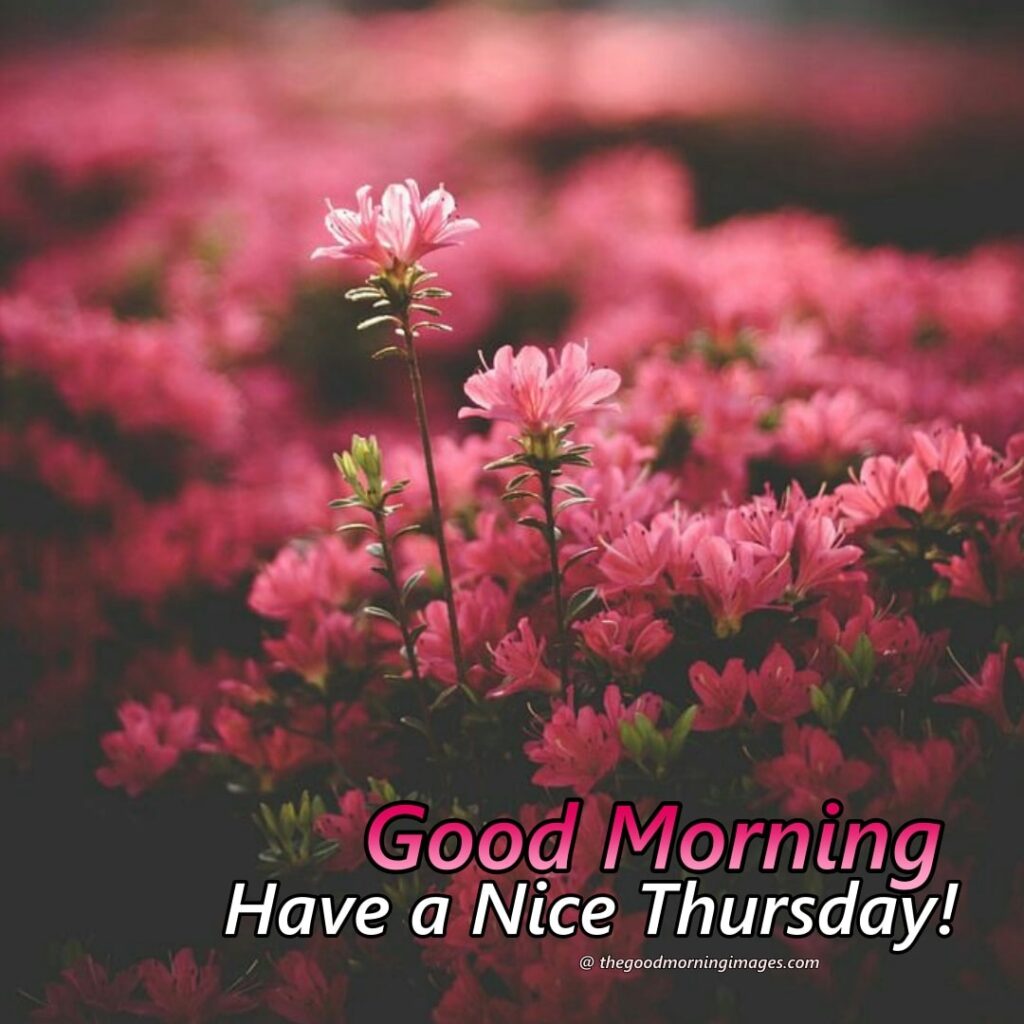 Good Morning Thursday flowers Images