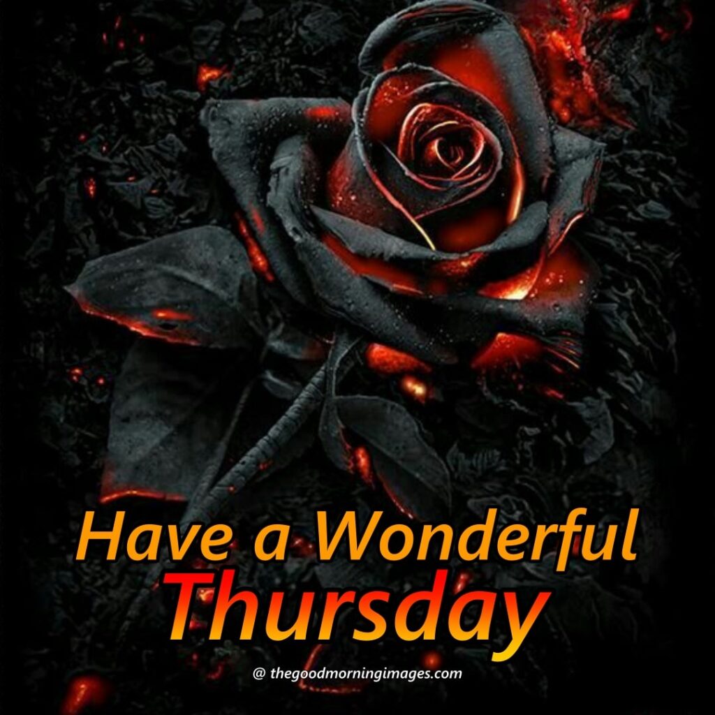 good morning Thursday rose images