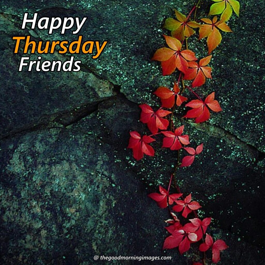 good morning Thursday friends images