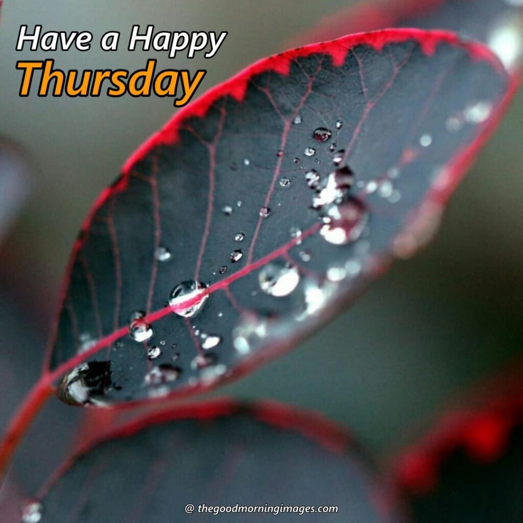 good morning thursday pics