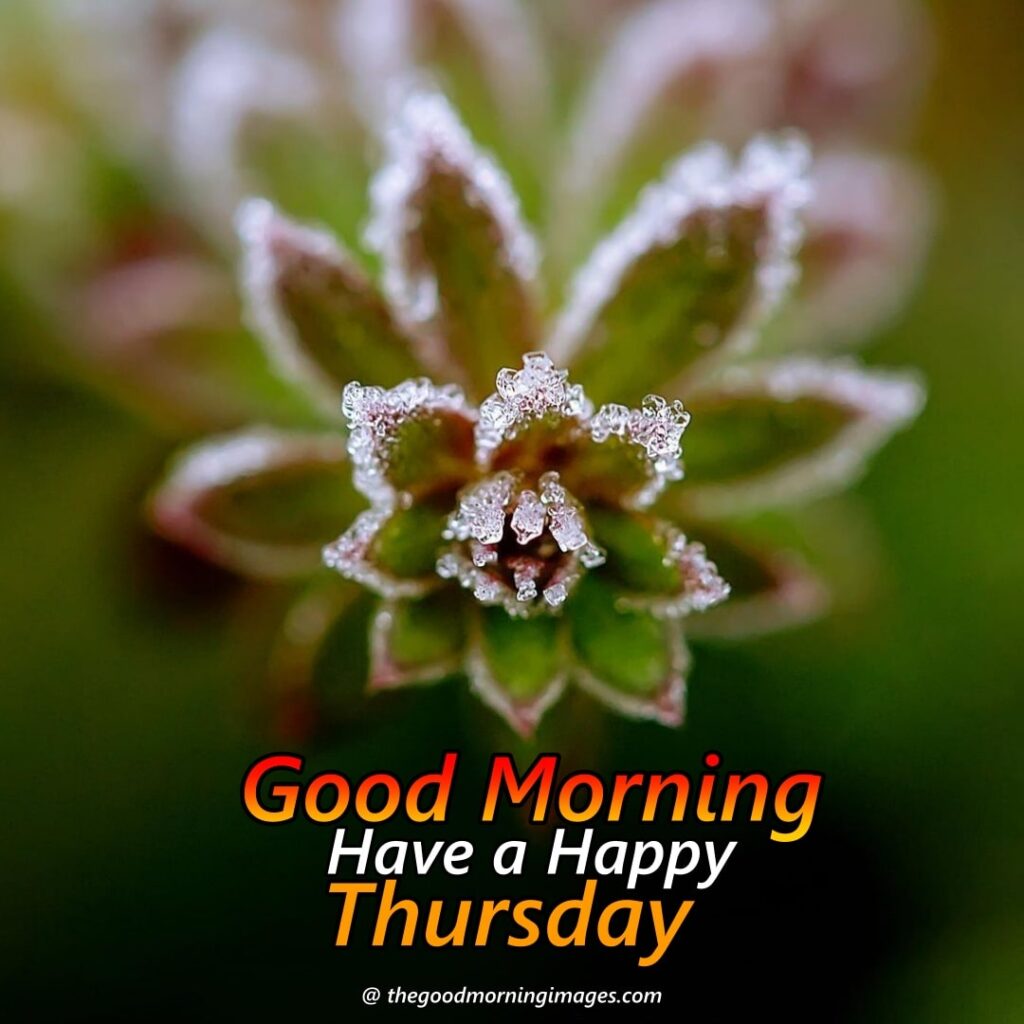 Best Good Morning Thursday Images | New Collection