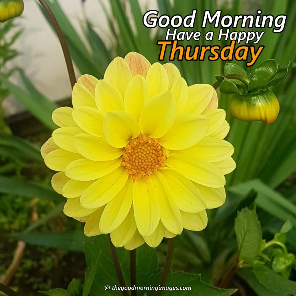 good morning have a happy Thursday