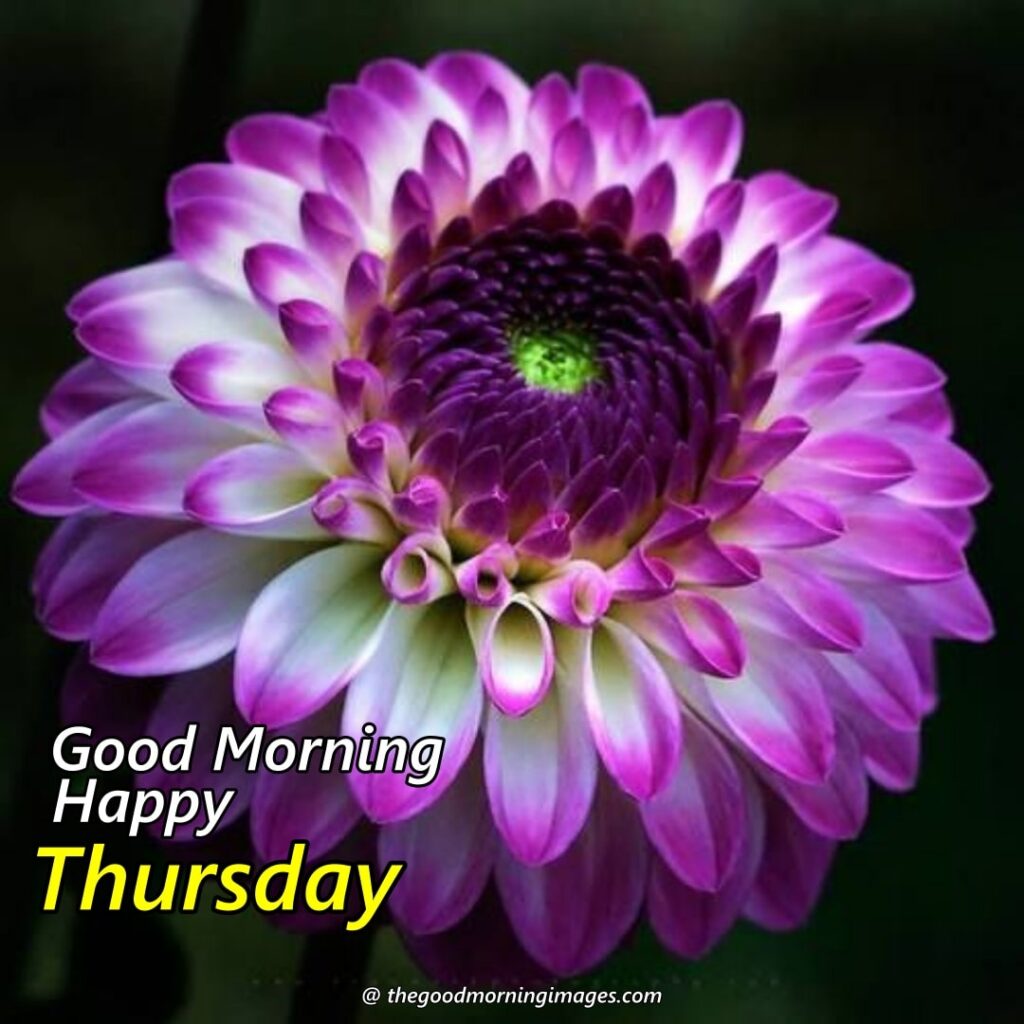 Thursday Morning purple flowers Images