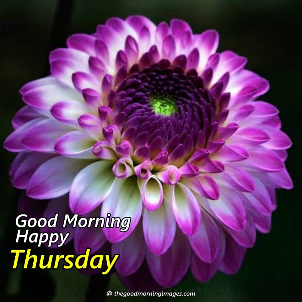 Best Good Morning Thursday Images | New Collection