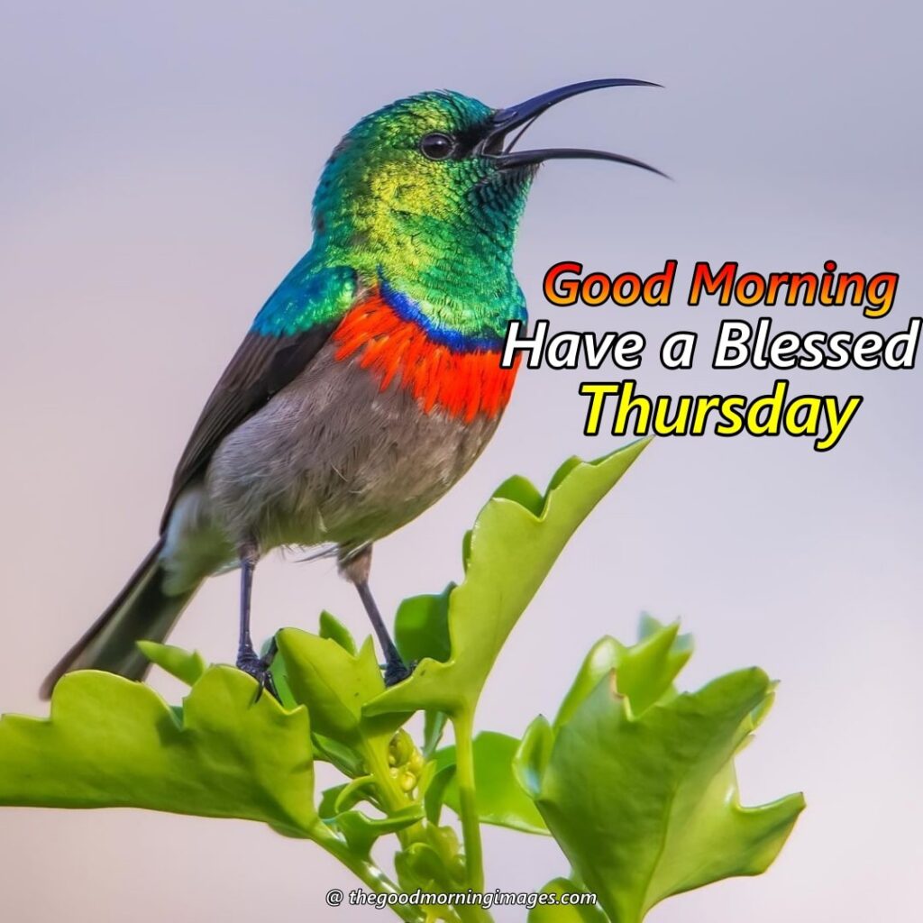 Good Morning Thursday Images with birds