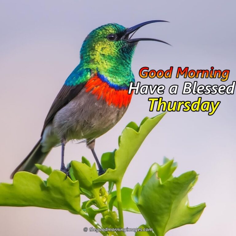 Best Good Morning Thursday Images | New Collection 2023