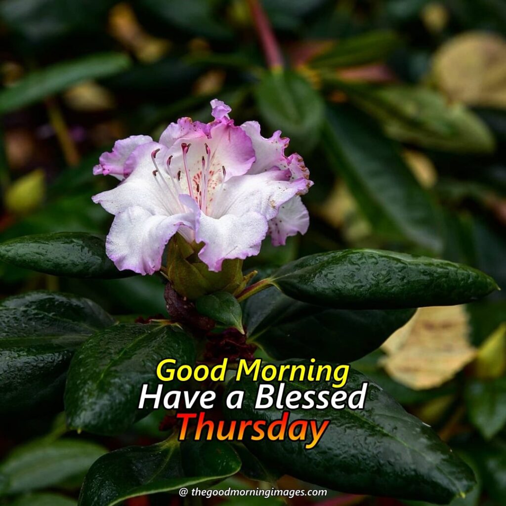 Thursday Morning flowers Images