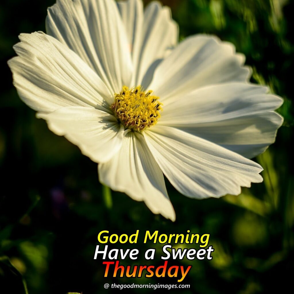 Best Good Morning Thursday Images | New Collection