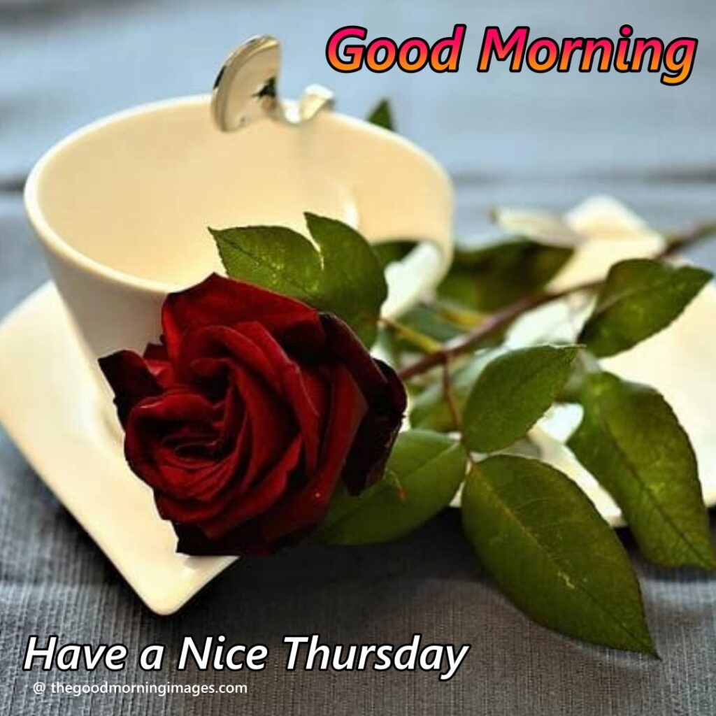 good morning Thursday rose images