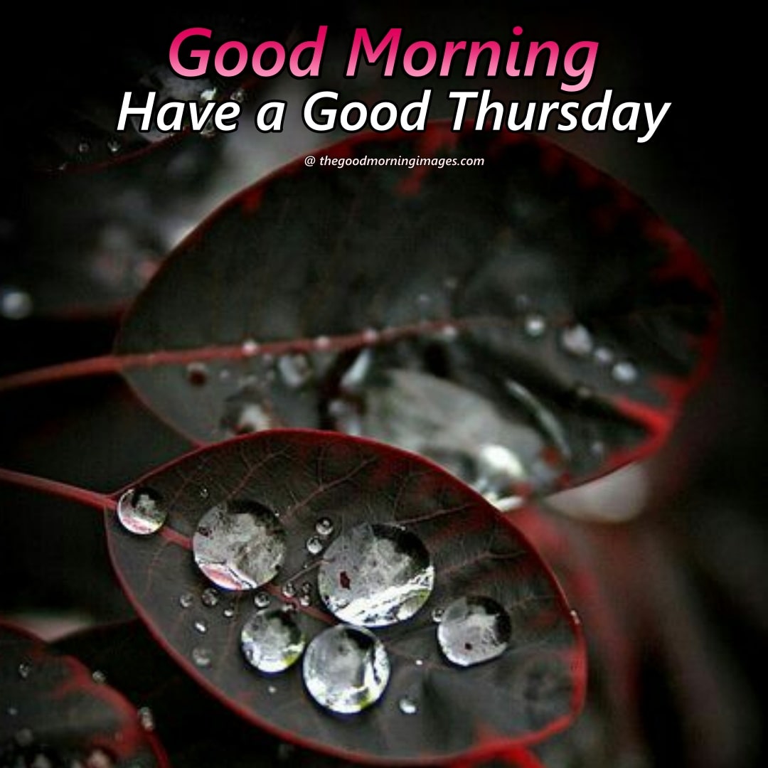 Best Good Morning Thursday Images | New Collection 2023