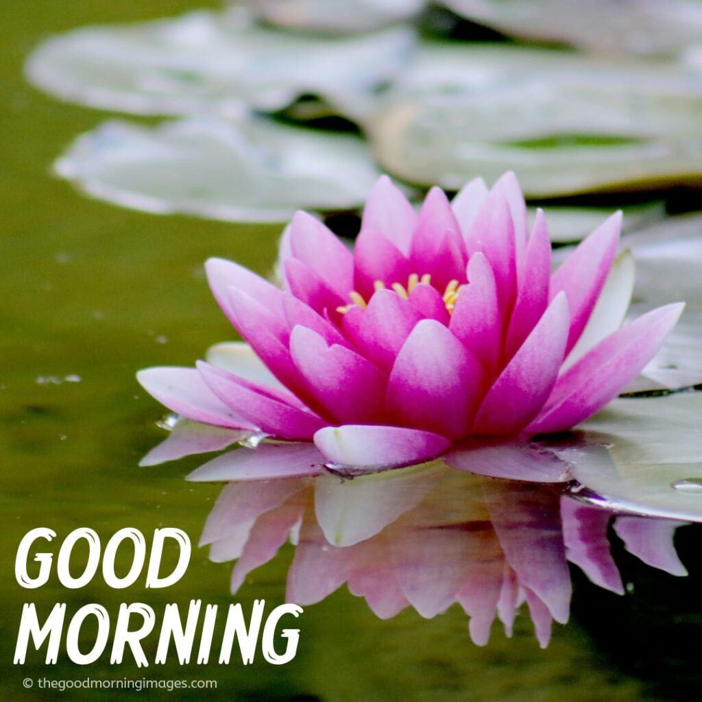 Good Morning Images with Lilies