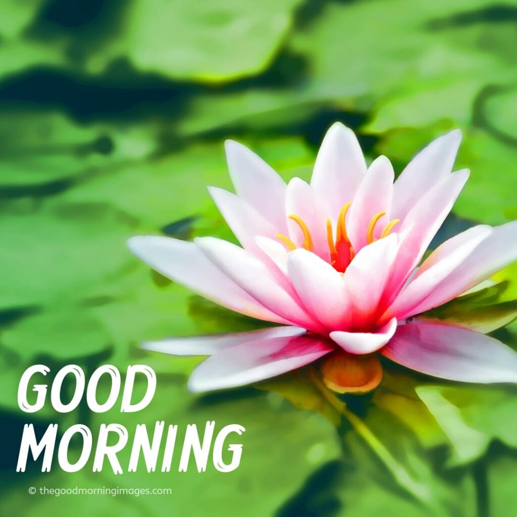 Good Morning Images with Lilies