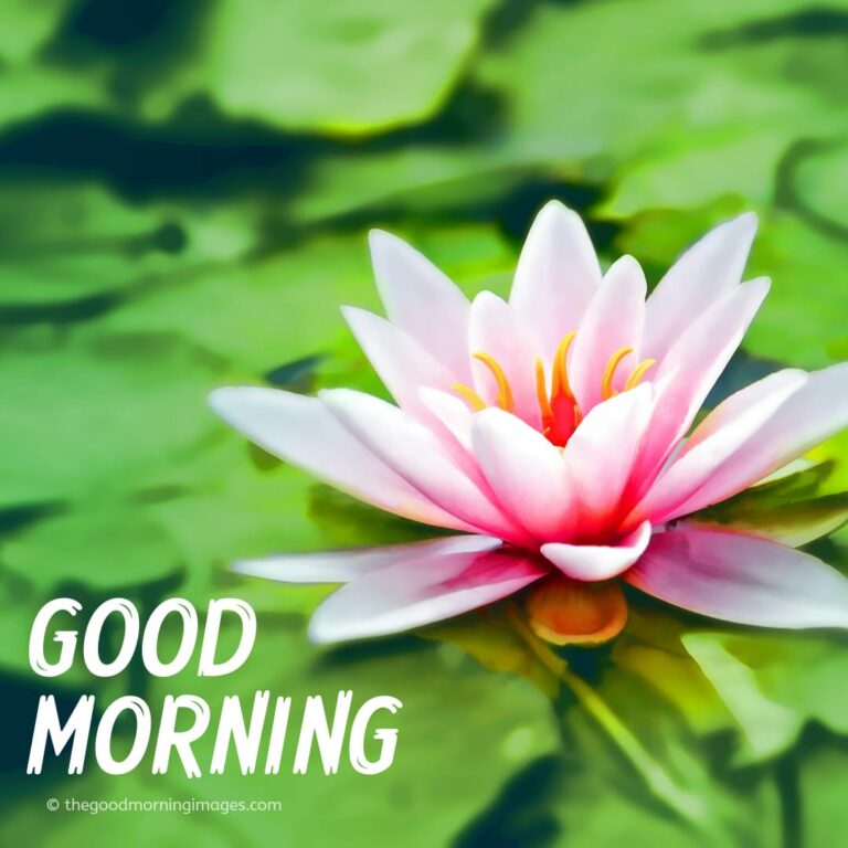 400+ Good Morning Images | HD Pictures & Morning Wishes