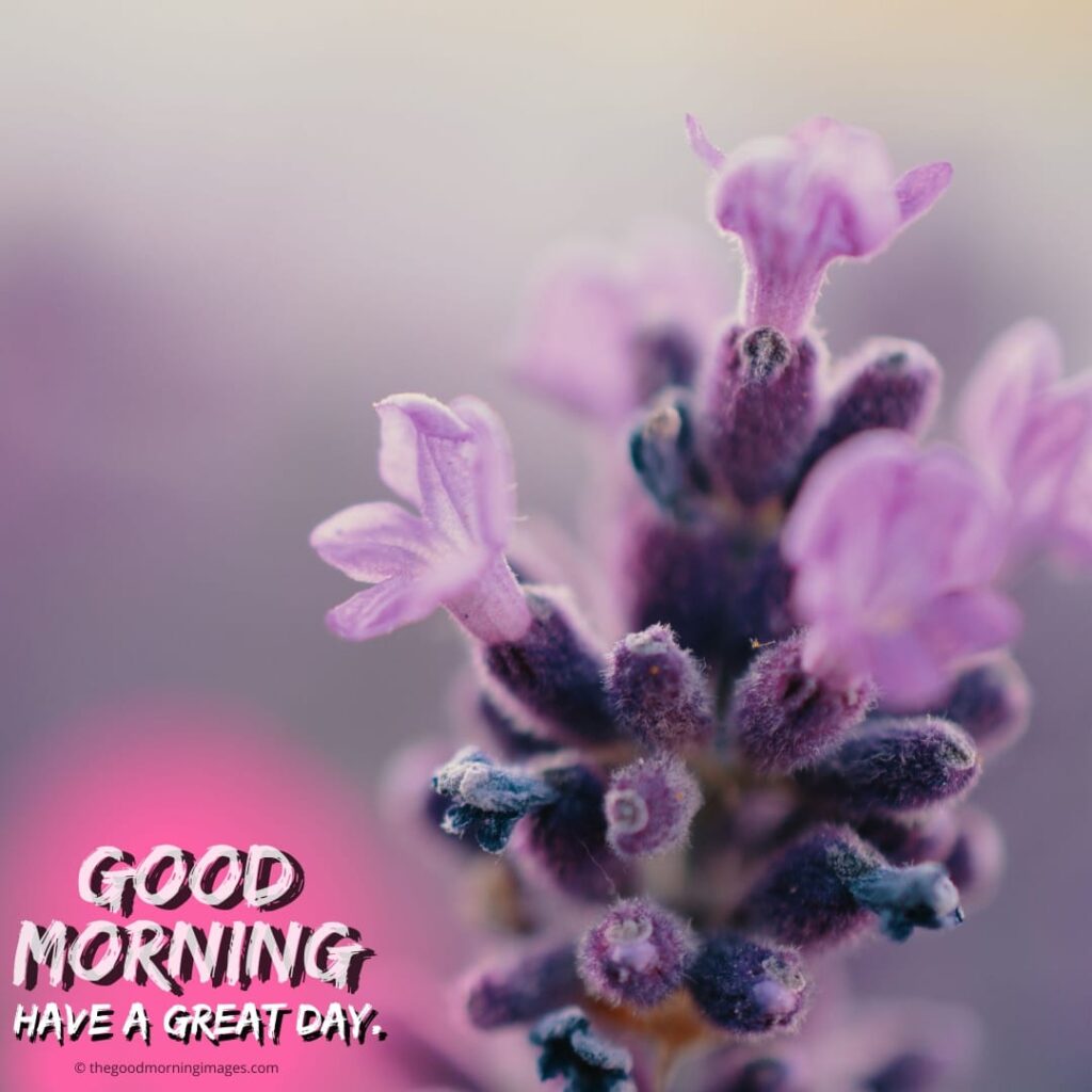 Good Morning Images with Purple Flowers