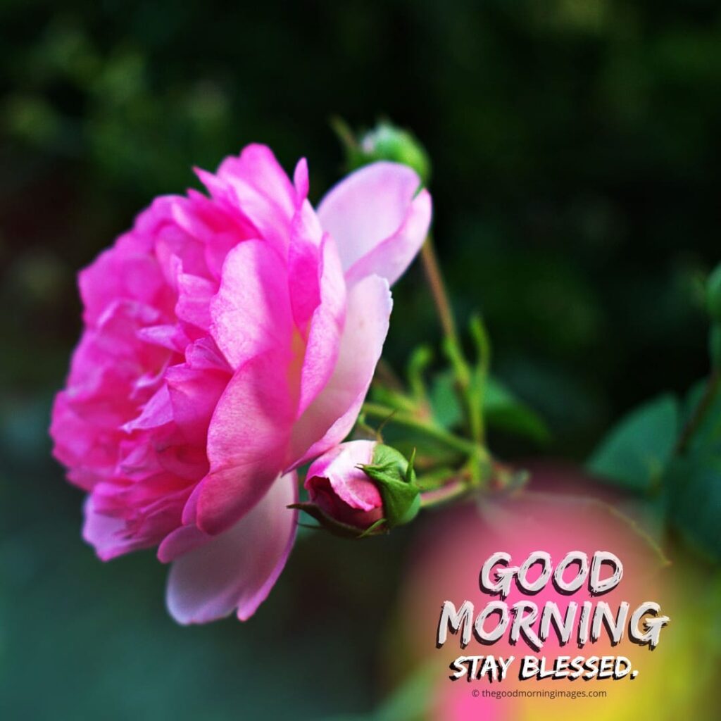 Good Morning Images with Pink Flowers
