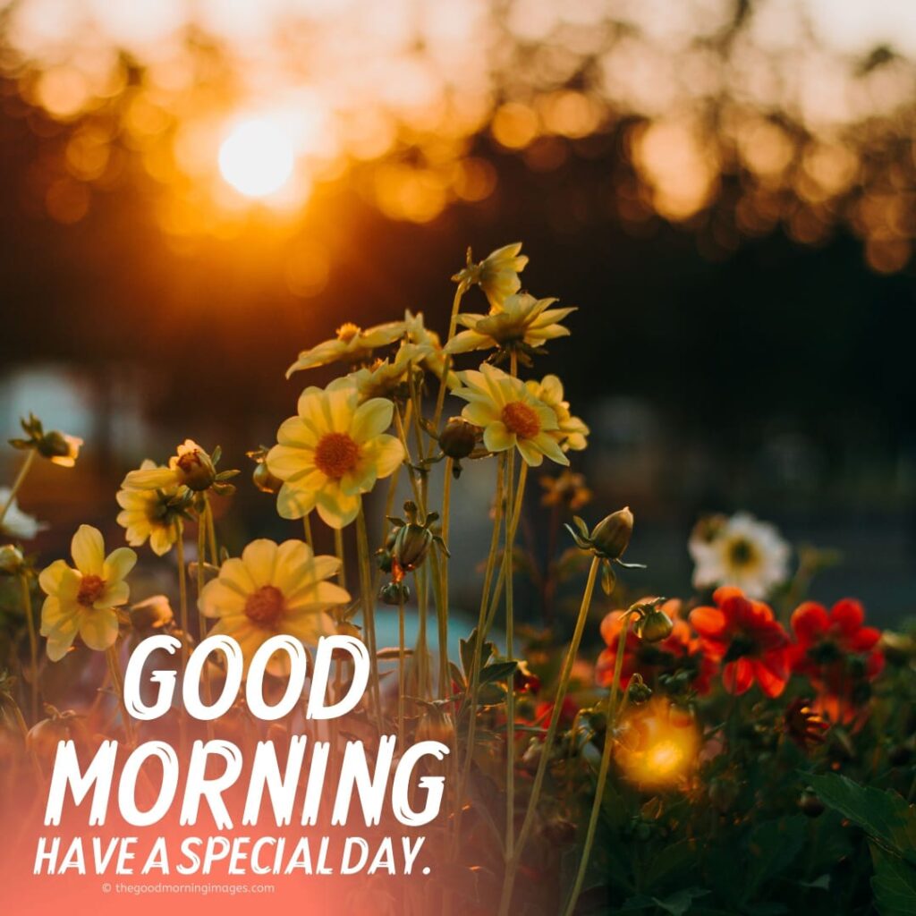 156 Fresh Good Morning Wallpaper Free Download For Whatsapp Hd Download  Good  Morning
