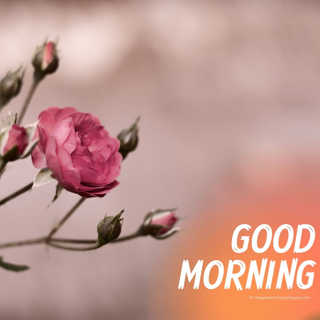 "An Incredible Collection of Full 4K Good Morning Images for Download