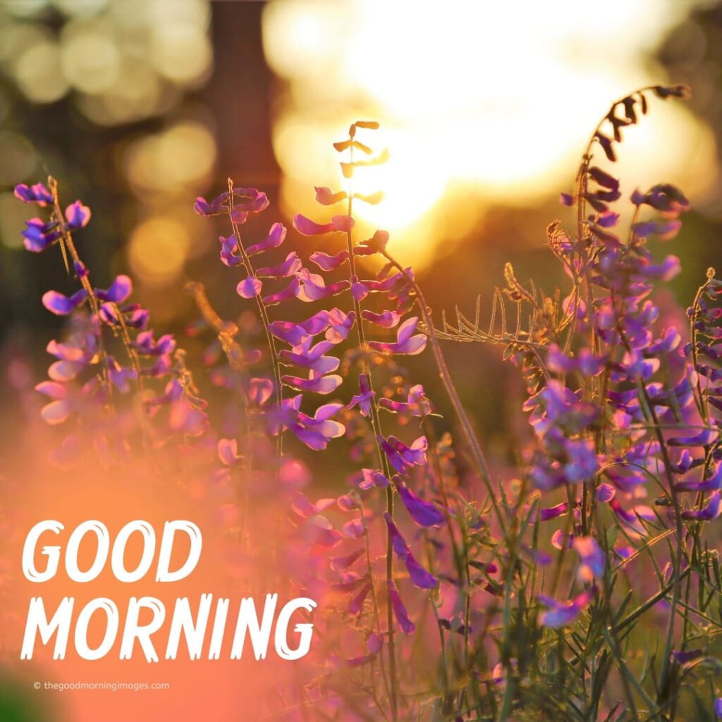 Best Good Morning Pic 4k Hd New 3D Morning DP Wallpaper