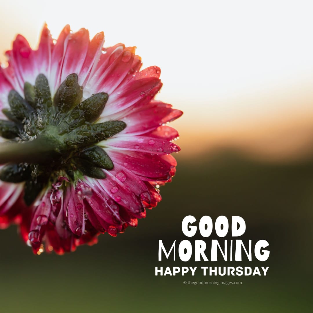 Best Good Morning Thursday Images | New Collection