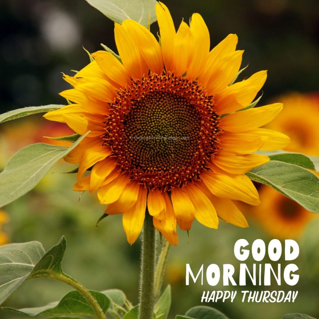 good morning thursday sunflower images