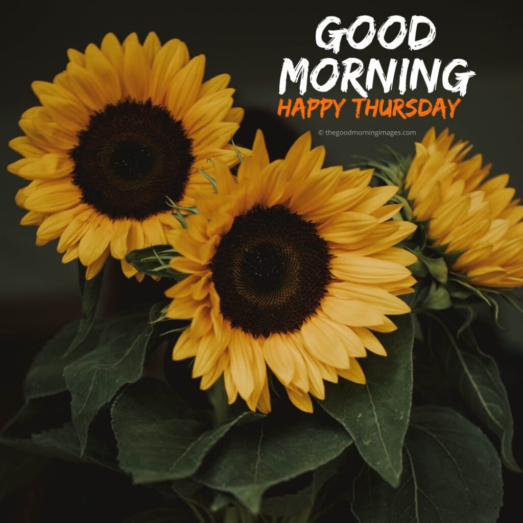 good morning thursday sunflower images