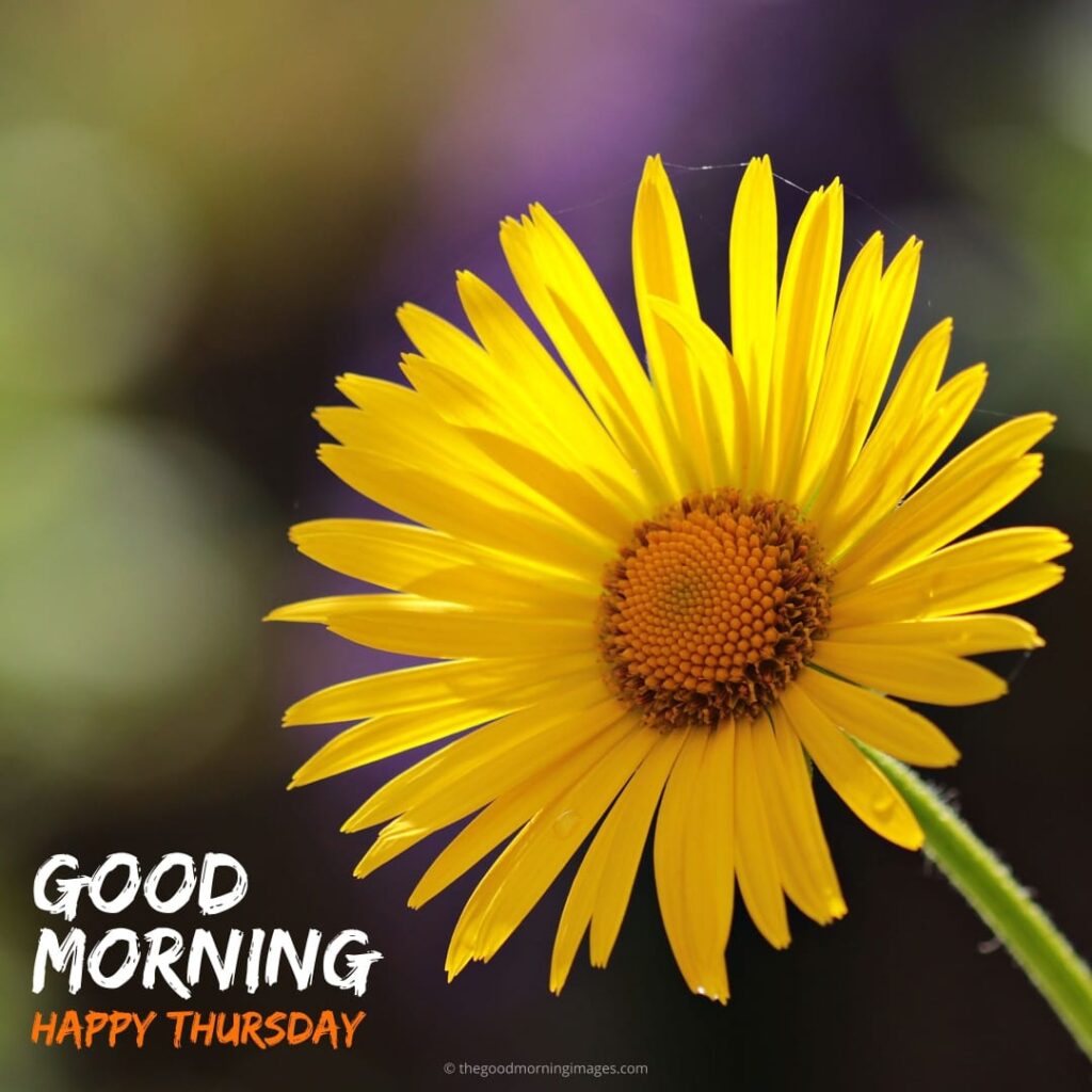 Best Good Morning Thursday Images | New Collection