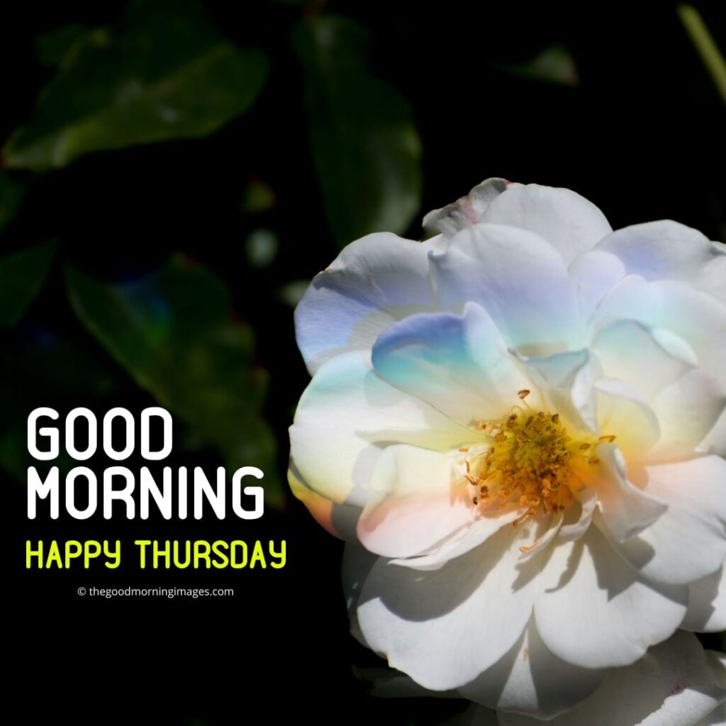 Good Morning Thursday white flowers