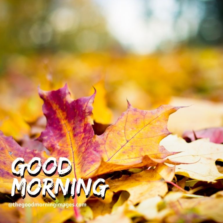 Beautiful Good Morning Fall Images, Pictures & Photos [2021]