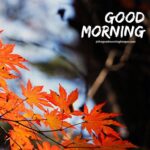 Beautiful Good Morning Fall Images, Pictures & Photos [2024]