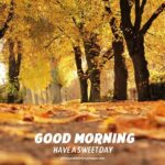 Beautiful Good Morning Fall Images, Pictures & Photos [2024]