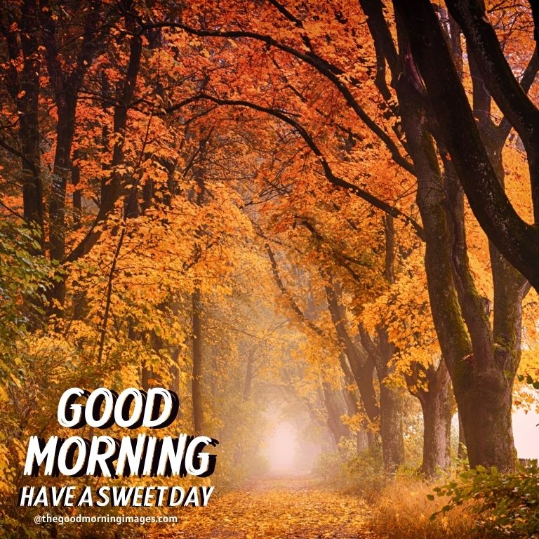 Beautiful Good Morning Fall Images, Pictures & Photos [2021]