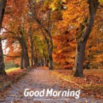 Beautiful Good Morning Fall Images, Pictures & Photos [2023]