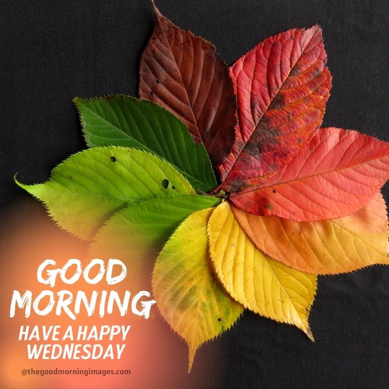 good morning Wednesday fall images